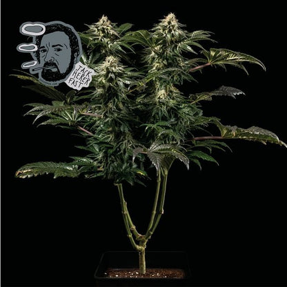 Jack Herer FAST Feminised Seeds