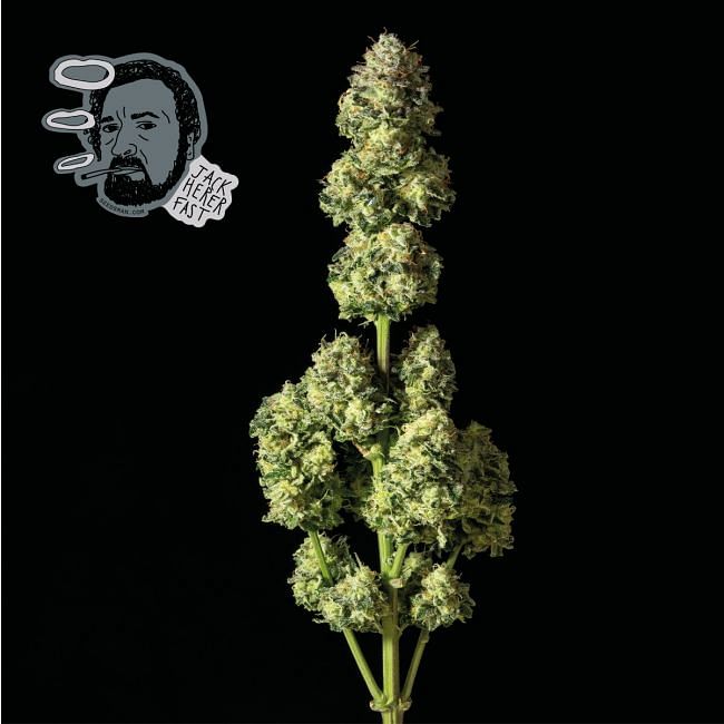 Jack Herer FAST Feminised Seeds