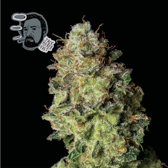 Jack Herer FAST Feminised Seeds