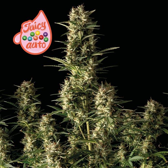 Juicy Zkittlez Auto feminisierte Samen