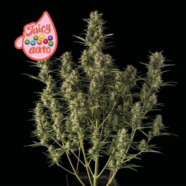 Juicy Zkittlez Auto feminisierte Samen