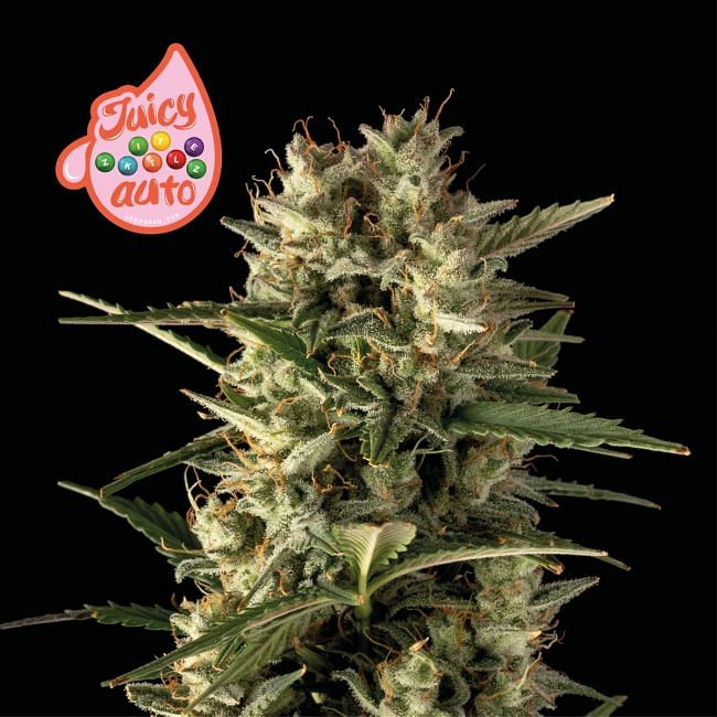 Juicy Zkittlez Auto feminisierte Samen