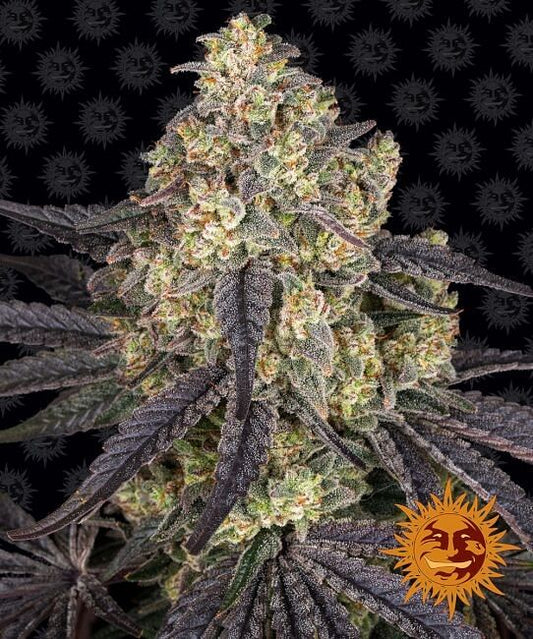 Kush Mintz Feminised Seeds