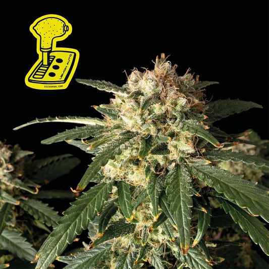 Lemon Auto Feminised Seeds