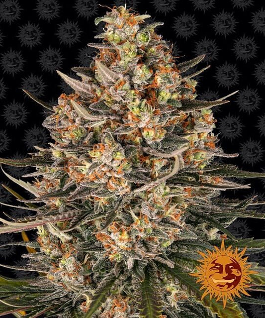 Lemon Drizzle Feminised Seeds