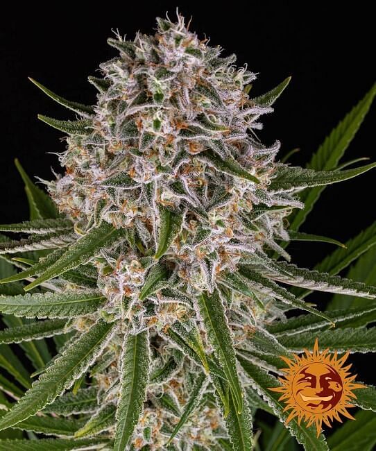 Lemon Haze Auto Feminised Seeds