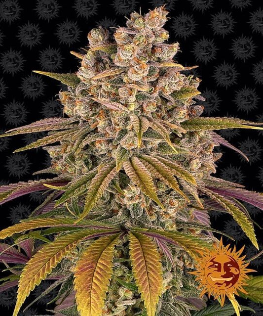 Lemon Tree Feminised Seeds