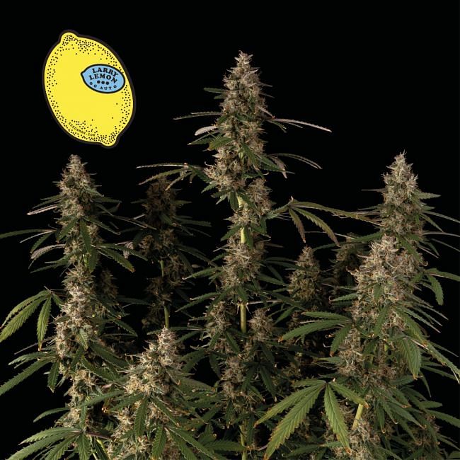 Larry Lemon OG Auto Feminised Seeds