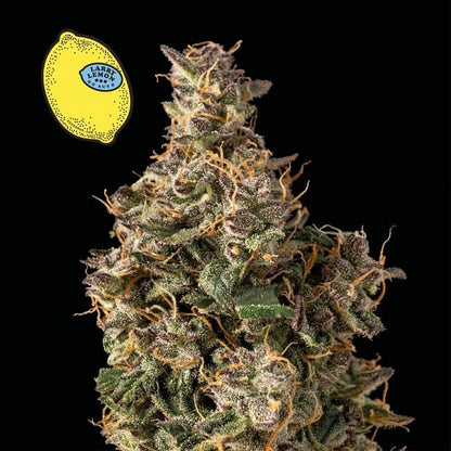 Larry Lemon OG Auto Feminised Seeds