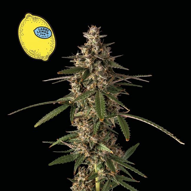 Larry Lemon OG Auto Feminised Seeds