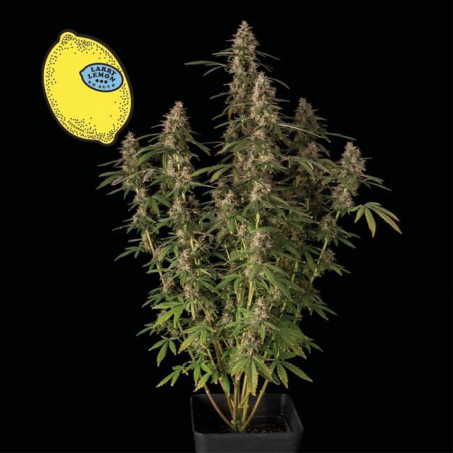 Larry Lemon OG Auto Feminised Seeds