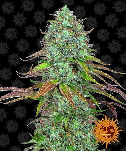 LSD Auto Feminised Seeds