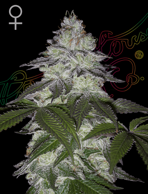 Milky Dreams Feminised Seeds