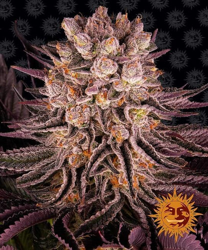 Mimosa X Orange Punch Feminised Seeds