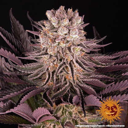 Mimosa X Orange Punch Feminised Seeds