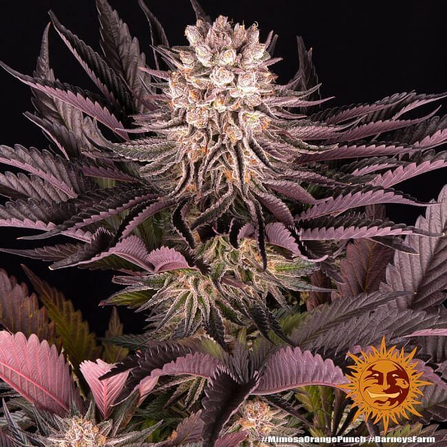 Mimosa X Orange Punch Feminised Seeds