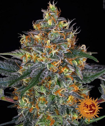 Moby Dick Auto Feminised Seeds