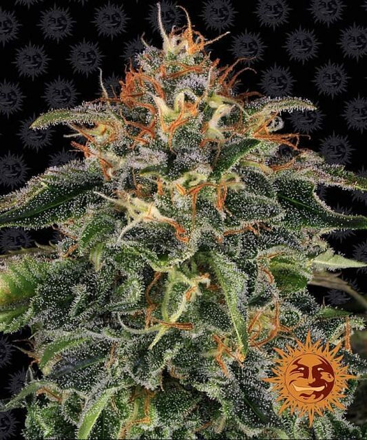 Moby Dick Feminised Seeds