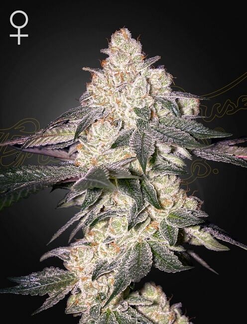 Moweeto Feminised Seeds