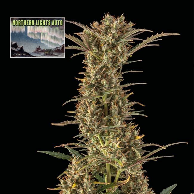 Northern Lights Auto Feminised Seeds