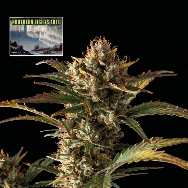 Northern Lights Auto Feminised Seeds