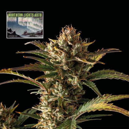 Northern Lights Auto Feminised Seeds