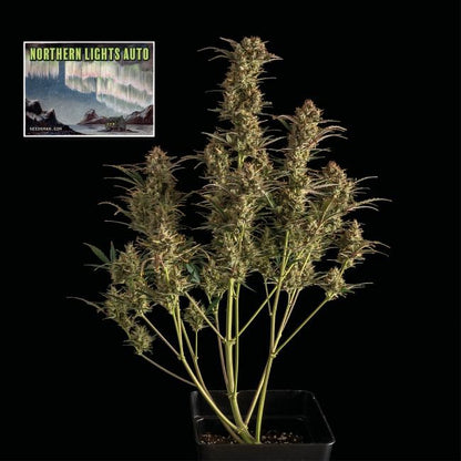 Northern Lights Auto Feminised Seeds