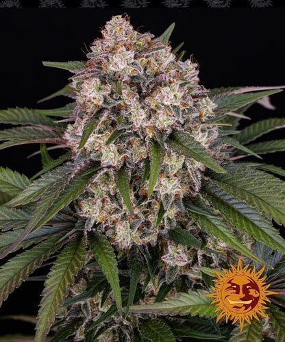 OG Kush Auto Feminised Seeds