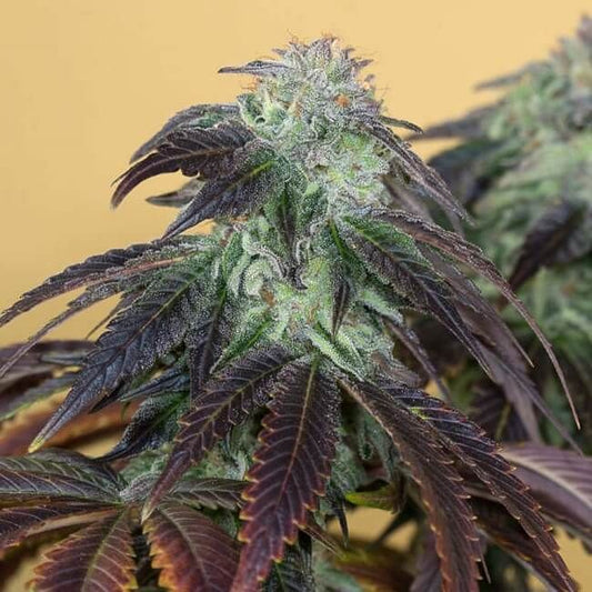 OG Kush Feminised Seeds