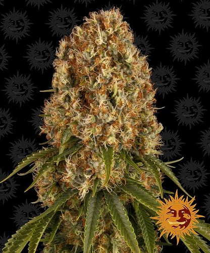 Orange Sherbert Feminisierte Samen 