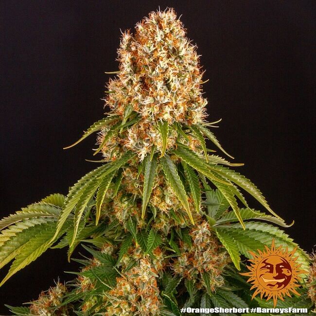 Orange Sherbert Feminisierte Samen 