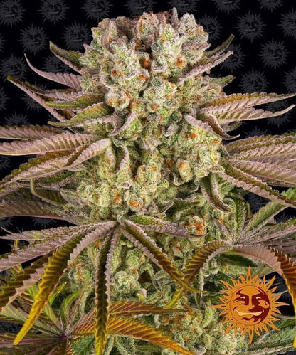 Pineapple Express Feminised Seeds