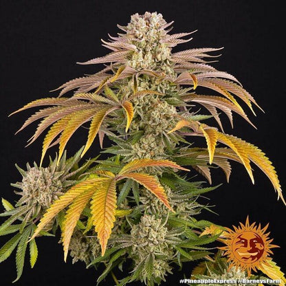 Pineapple Express Feminised Seeds