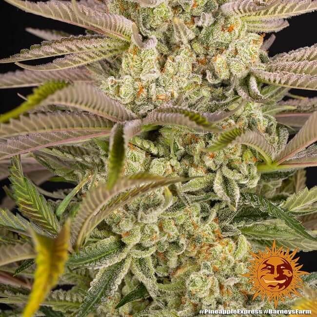 Pineapple Express Feminised Seeds