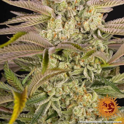 Pineapple Express Feminised Seeds