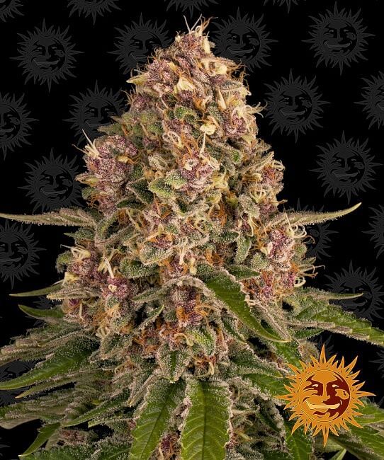 Feminisierte Pink Kush Samen 