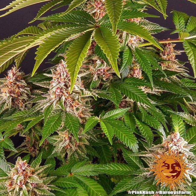 Pink Kush Feminised Seeds