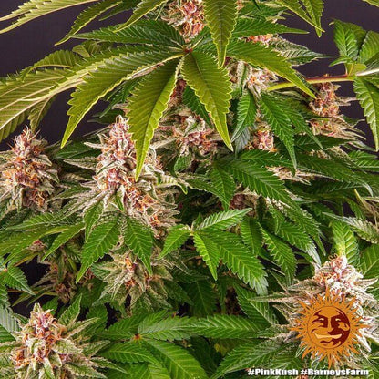 Feminisierte Pink Kush Samen 