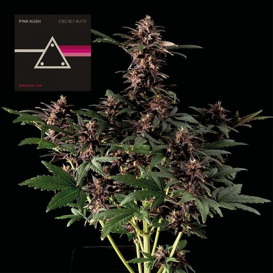 Pink Kush CBD 30:1 Auto feminisierte Samen