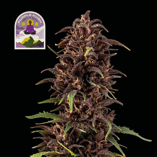 Purple Kush CBD 1:1 Auto Feminised Seeds