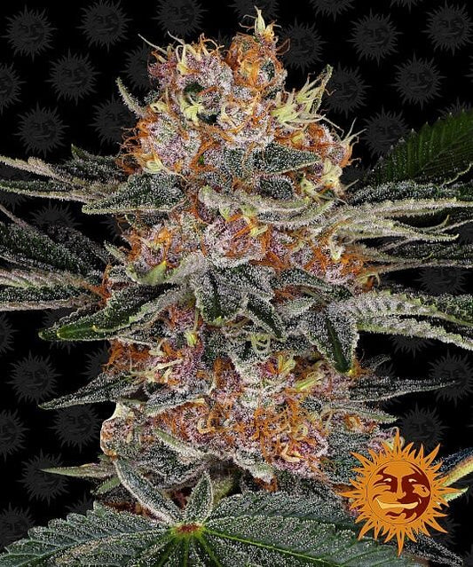 Purple Punch Auto Feminisierte Samen 