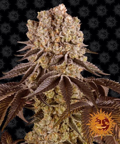 Purple Punch Feminised Seeds