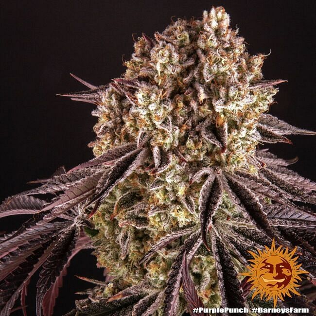 Purple Punch Feminised Seeds