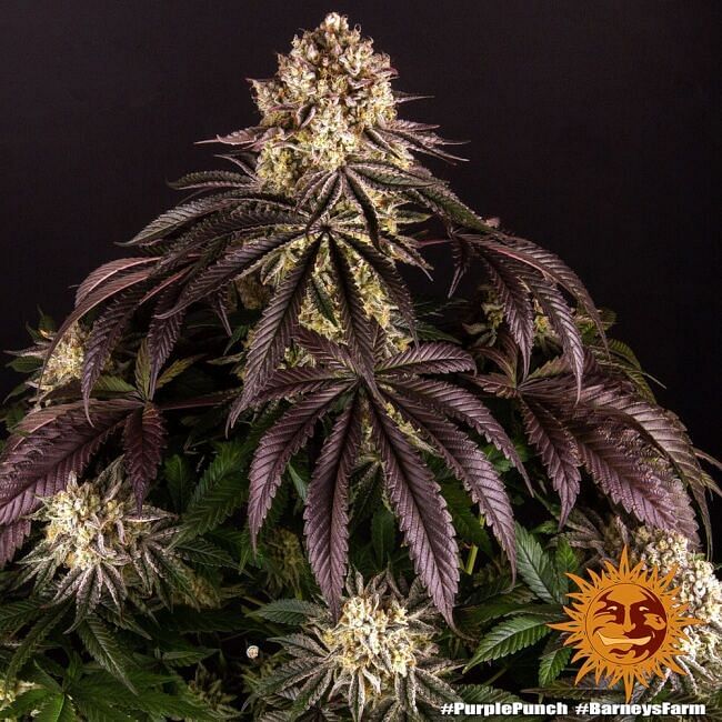 Purple Punch Feminised Seeds