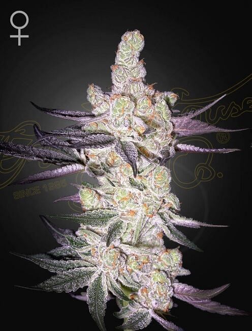 Razuberi Feminised Seeds