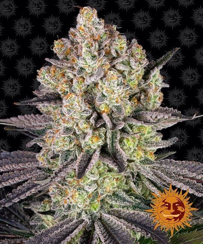 Runtz Feminised Seeds