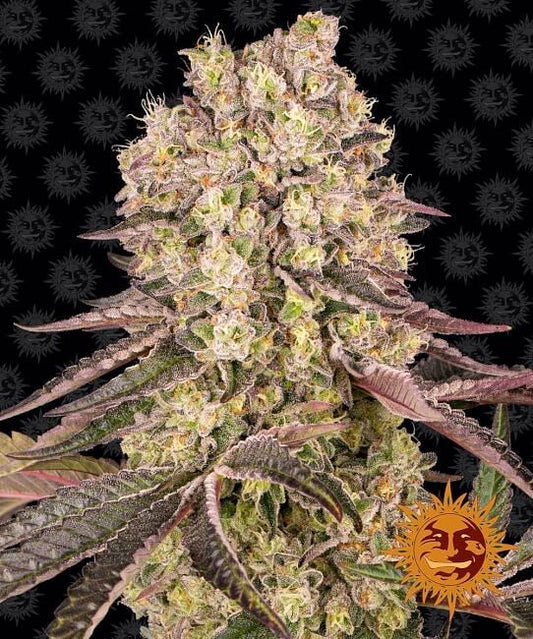 Runtz Muffin Feminised Seeds