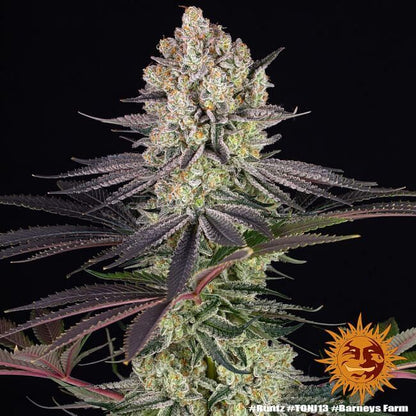 Runtz Feminised Seeds