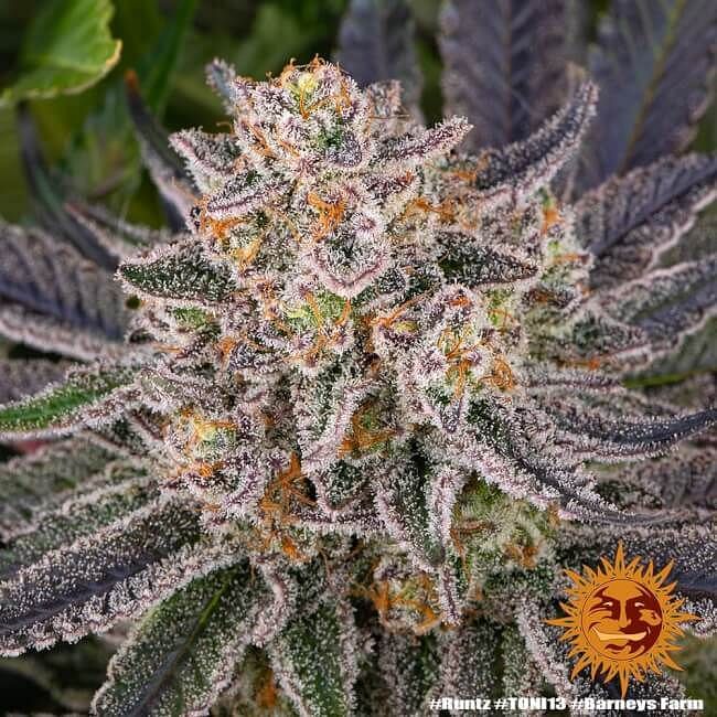 Runtz Feminised Seeds