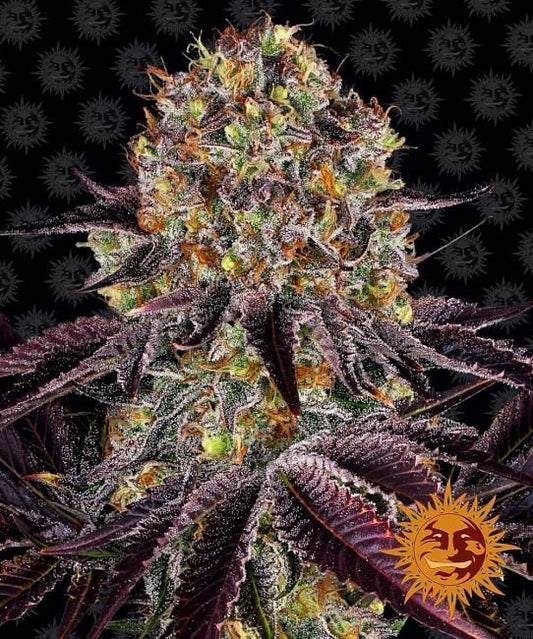 Runtz X Layer Cake Feminised Seeds